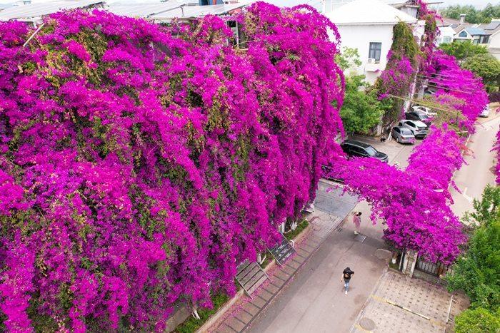 昆明街头三角梅绽放成鲜花瀑布